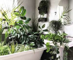 چگونه از گیاهان خانگی نگهداری کنیم