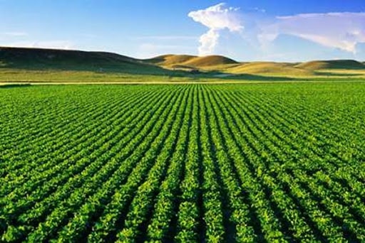 دو نکته مهم برای خرید زمین کشاورزی