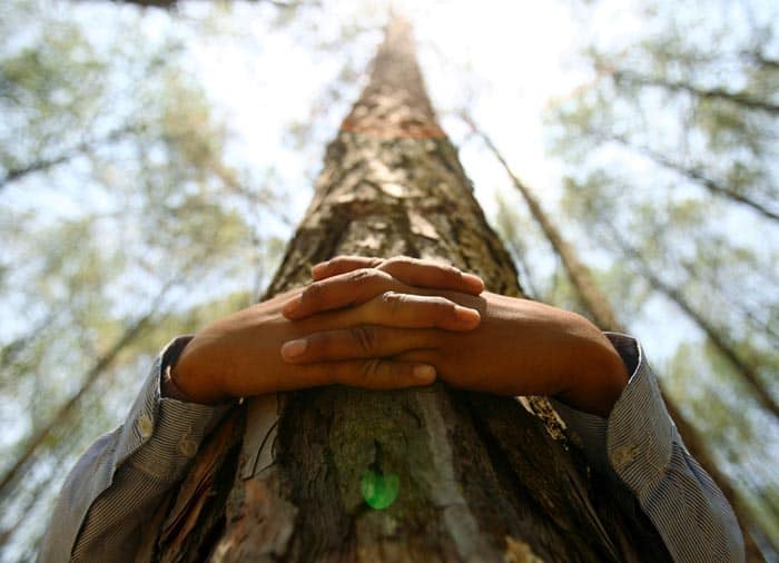 چگونه در حفاظت از جنگل‌ها موثر باشیم؟