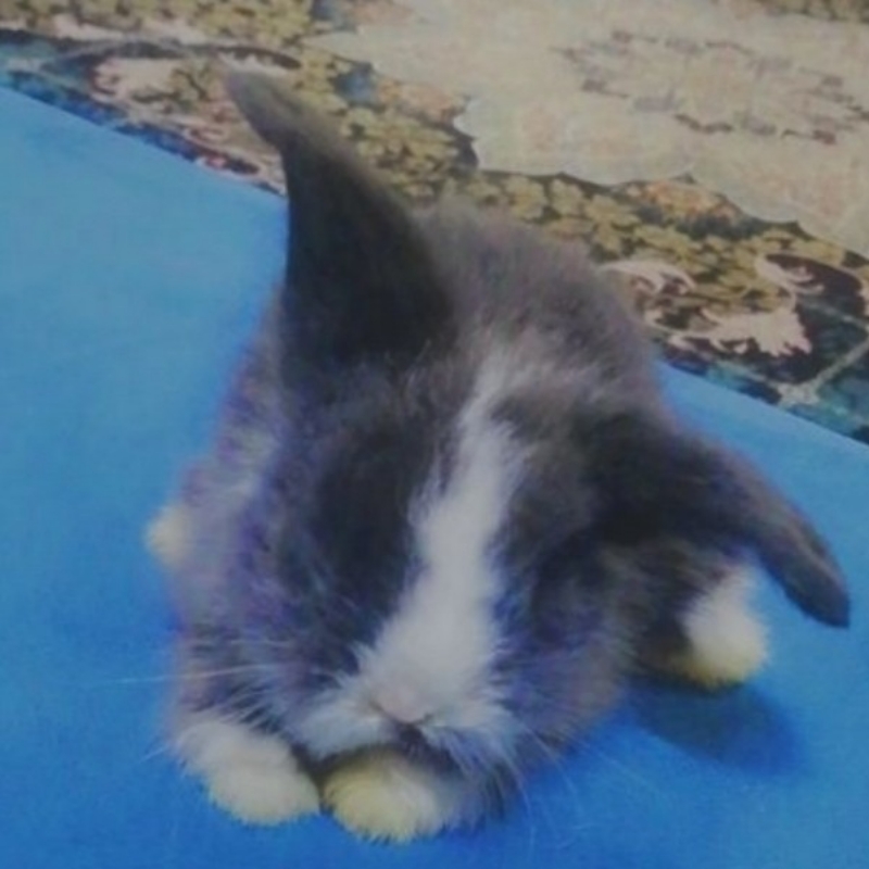 خرگوش لوپی اصیل