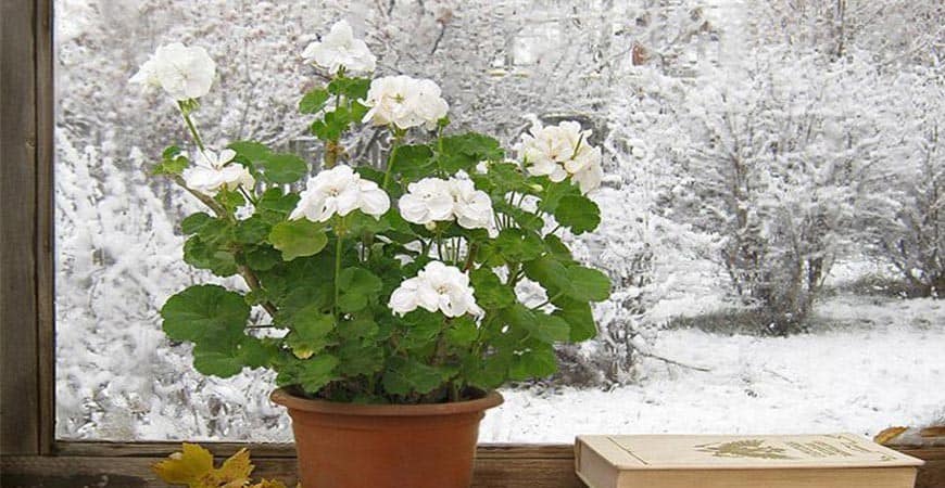 ۷ نکته مهم برای آماده‌ سازی گیاهان برای زمستان