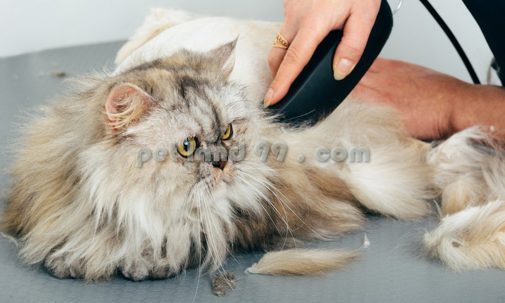 آموزش آرایش گربه پرشین