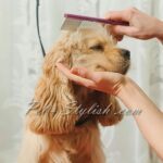 آموزش تخصصی آرایش سگ