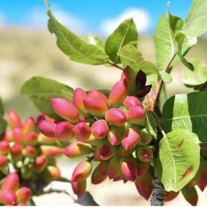 آینده را اکنون بخرید