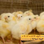 🐣🐣🐣 *جوجه راس ۳۰۸*🐣🐣🐣