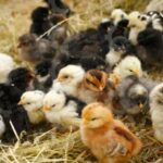 🐣🐣🐣 *جوجه مرغ بومی*🐣🐣🐣