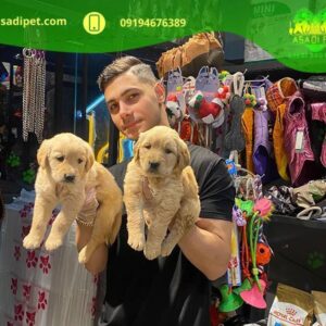 فروشگاه تخصصی سگ و‌ گربه قیطریه