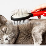 آموزش آرایش حیوانات خانگی