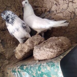 کبوتر پرشی