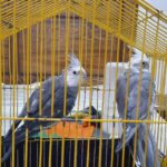 جفت عروس هلندی وایت فیس