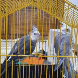 جفت عروس هلندی وایت فیس
