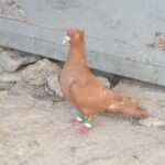 کبوتر پرشی