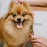 آموزش تخصصی آرایش سگ