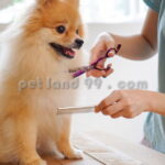 آموزش تخصصی آرایش سگ