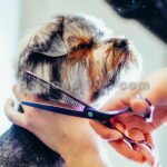 آموزش تخصصی آرایش سگ
