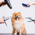 آموزشگاه آرایش حیوانات خانگی