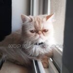 گربه اسکاتیش آپارتمانی