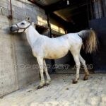 خرید گربه خانگی