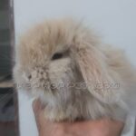 خرید گربه خانگی