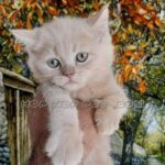گربه اسکاتیش آپارتمانی