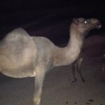 شترماده چاق کشتاری وداشتی قیمت ۱۵۰ مال من نیست